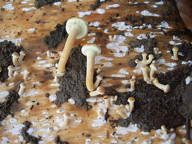 le  Specie  invernali  del  Leimental